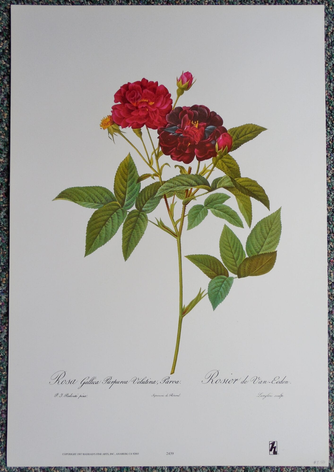 PierreJoseph Redouté Botanical "Rose" Reproduction Prints (6